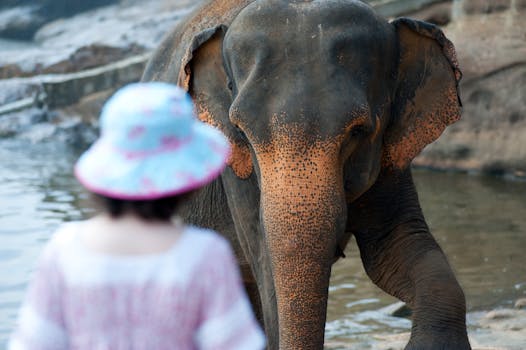 Tourist pouring beer down elephant's trunk in Kenya sparks anger