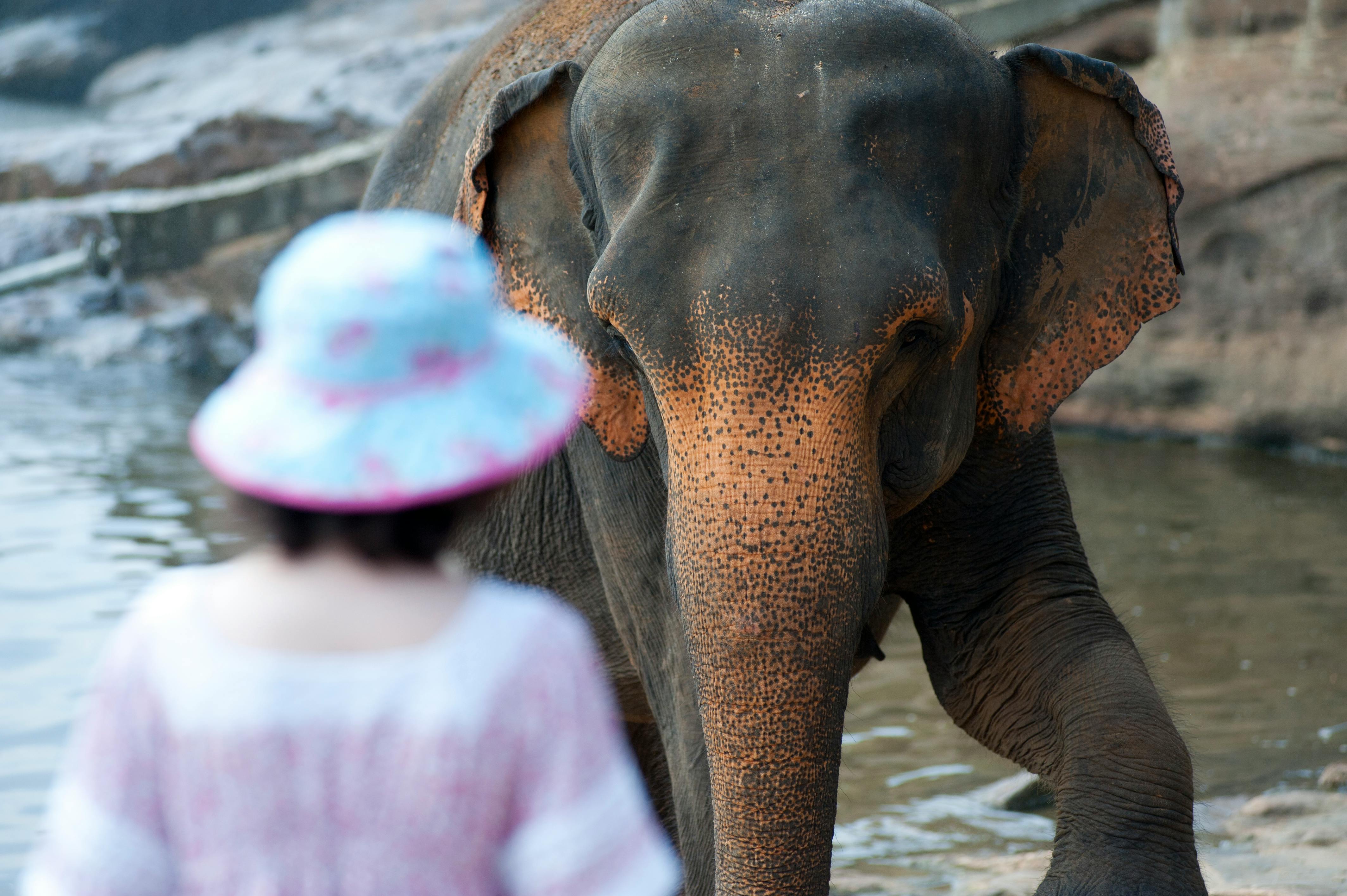 Free stock photo of affection, animal, back view