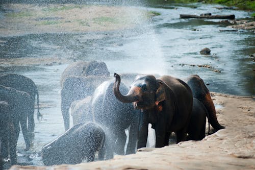 Group of Elephants in Water