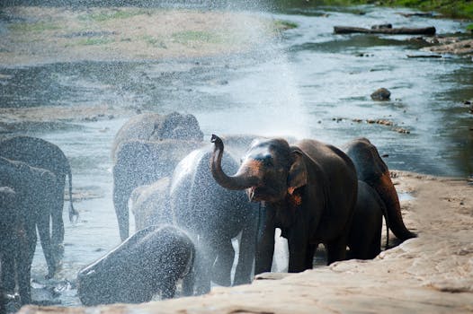 A group of elephants enjoying a refreshing bath in a river at Rambukkana, Sri Lanka.