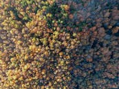 从空中俯瞰，色彩缤纷的秋季森林令人惊叹，生机勃勃的树叶点缀着宁静的自然环境