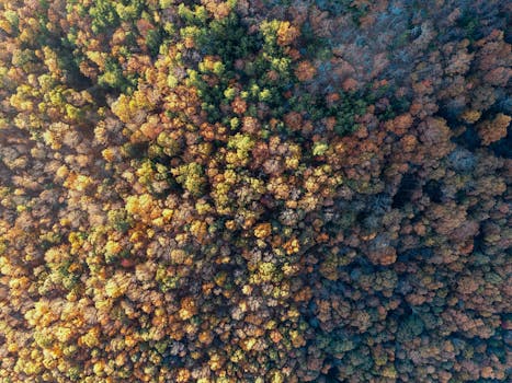 从空中俯瞰，色彩缤纷的秋季森林令人惊叹，生机勃勃的树叶点缀着宁静的自然环境