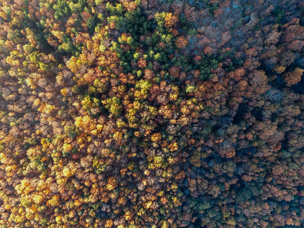 Bird's Eye View of Trees · Free Stock Photo
