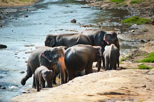 Several Black Elephants