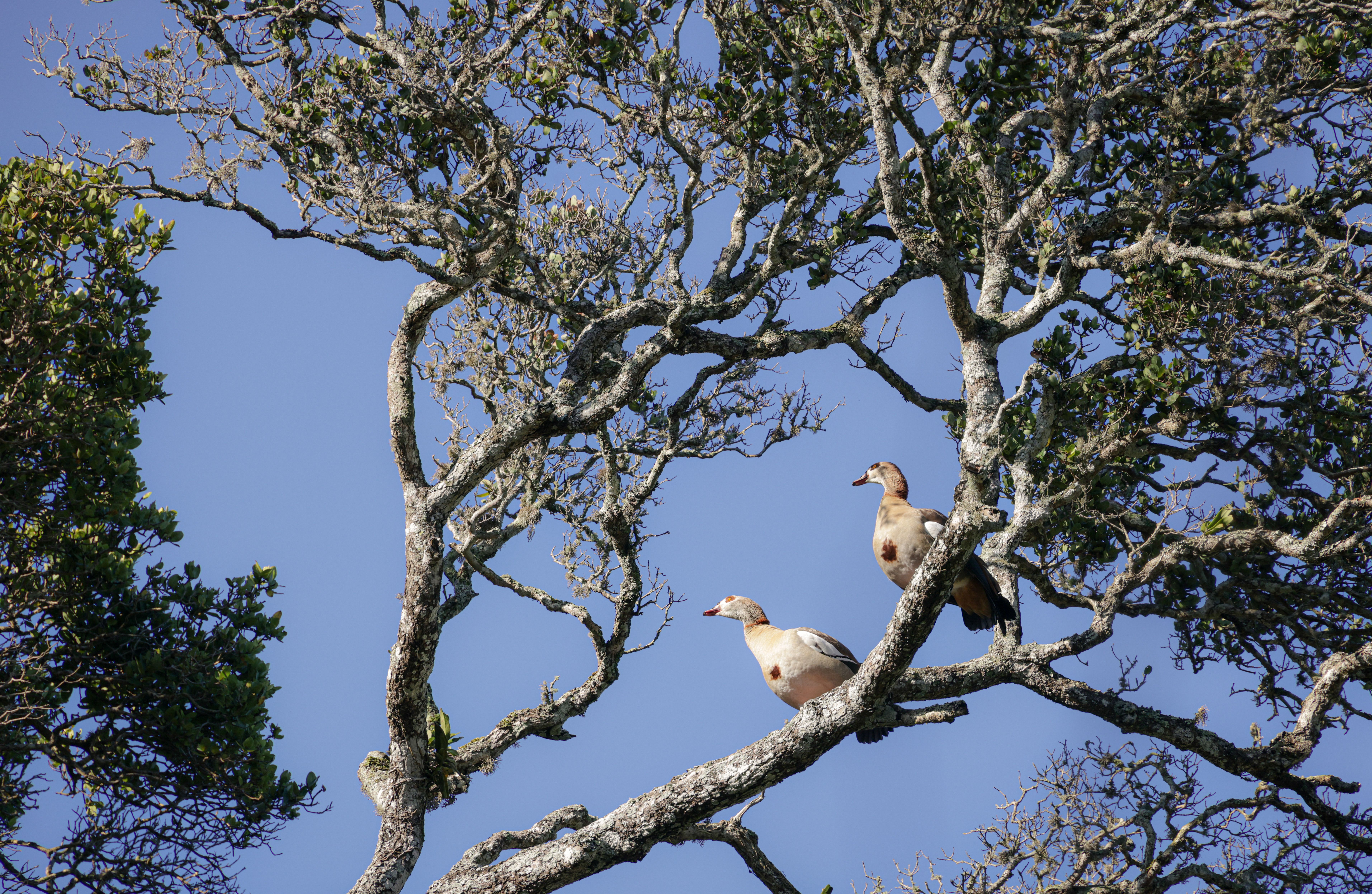 Egyptian Geese Perched on Tree Branch · Free Stock Photo