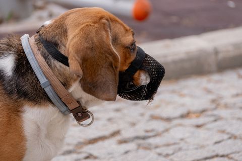 Deutsche Bahn: Hund auf dem Schoß? Maulkorb & halber Preis 2026