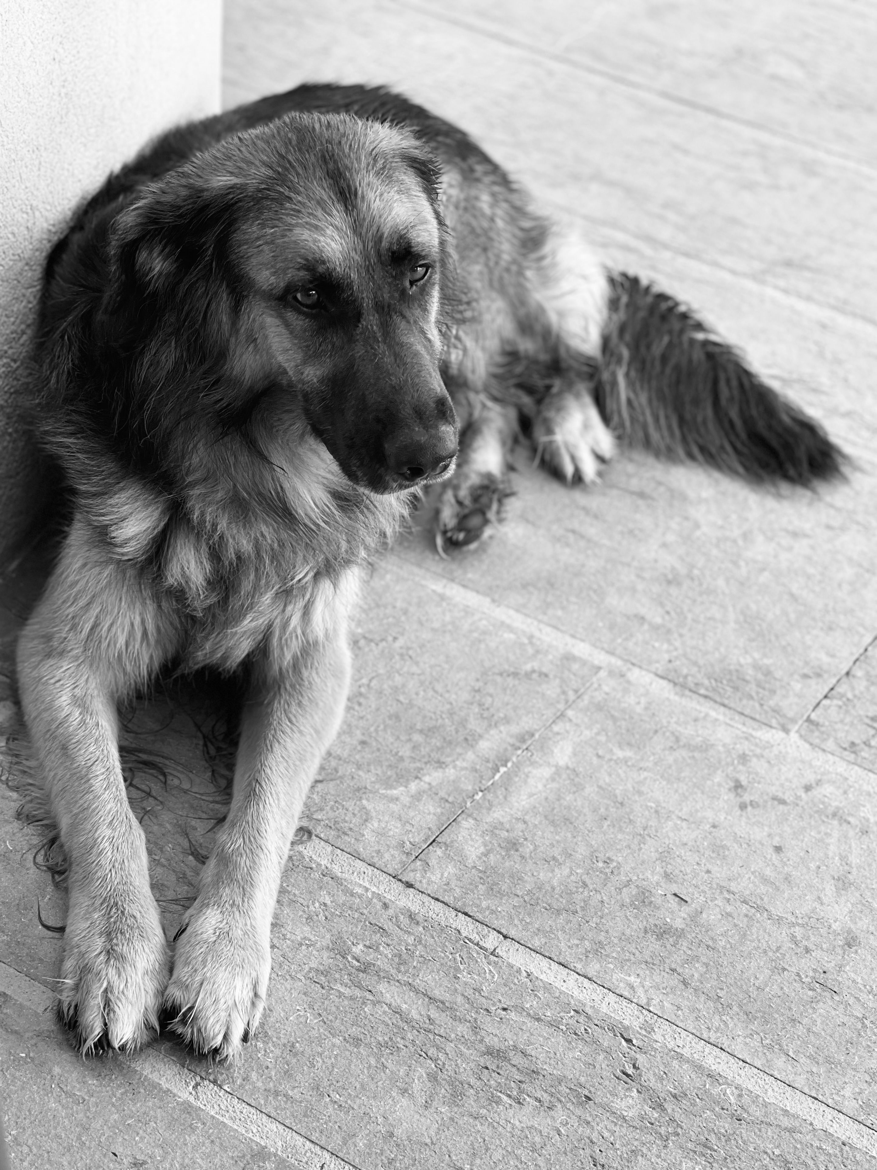 Black and White Portrait of Relaxed Dog · Free Stock Photo