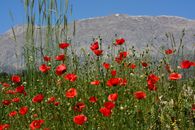Stunning red poppies bloom in spring fields of Gömbe, Antalya against mountain backdrop.