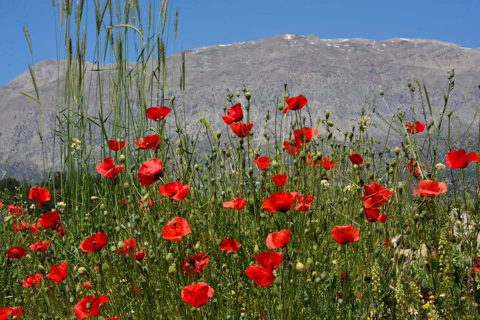Kütahya, doğa yürüyüşü, yürüyüş yolları - Detail