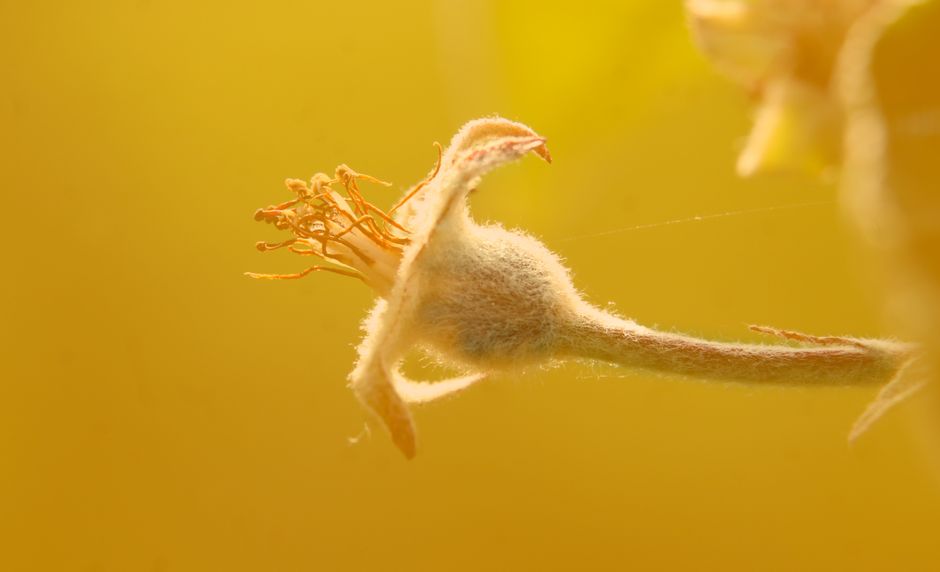 Pheidonocarpa