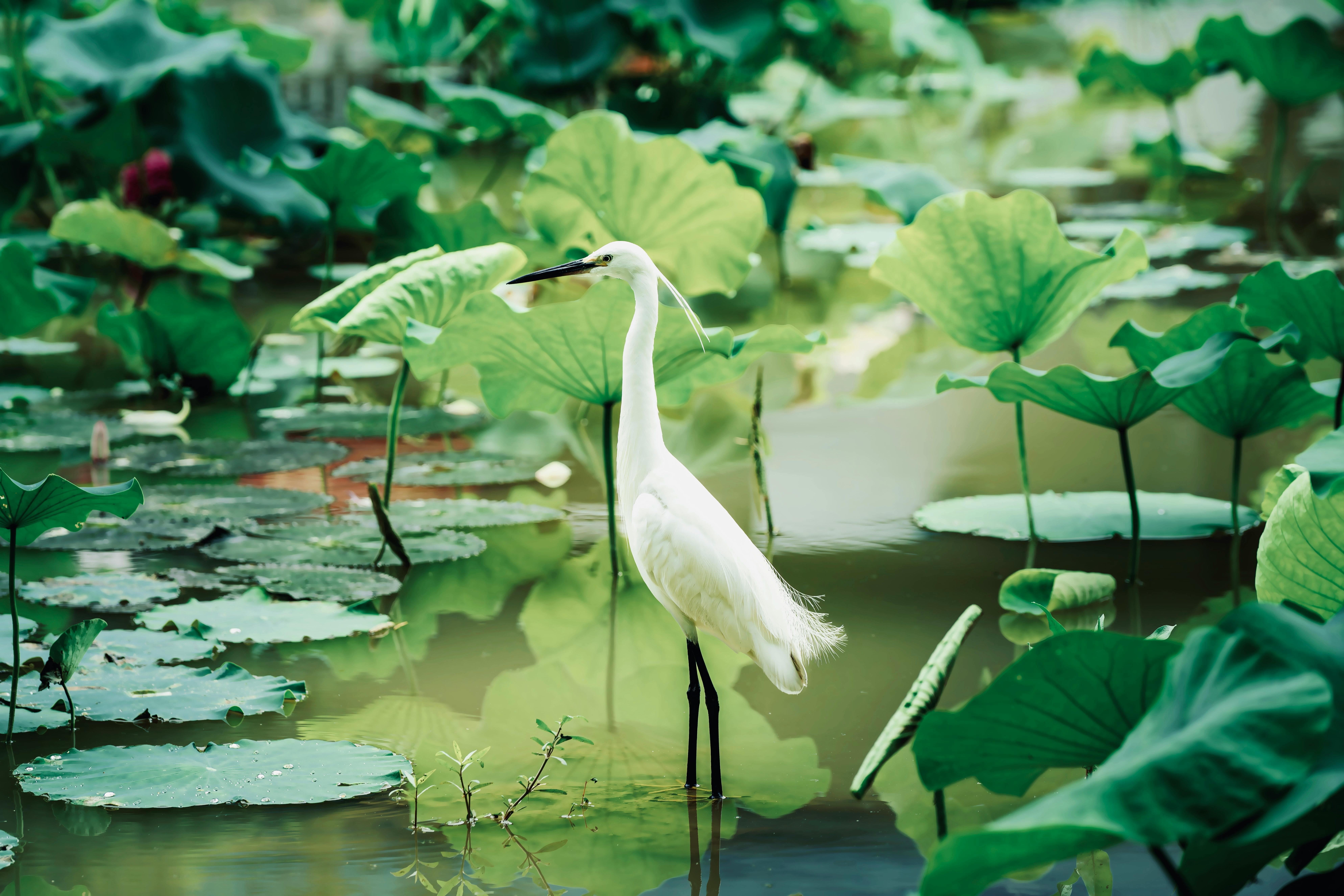 A striking egret gracefully stands surrounded by lush green water lilies.