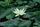 lotus blossom