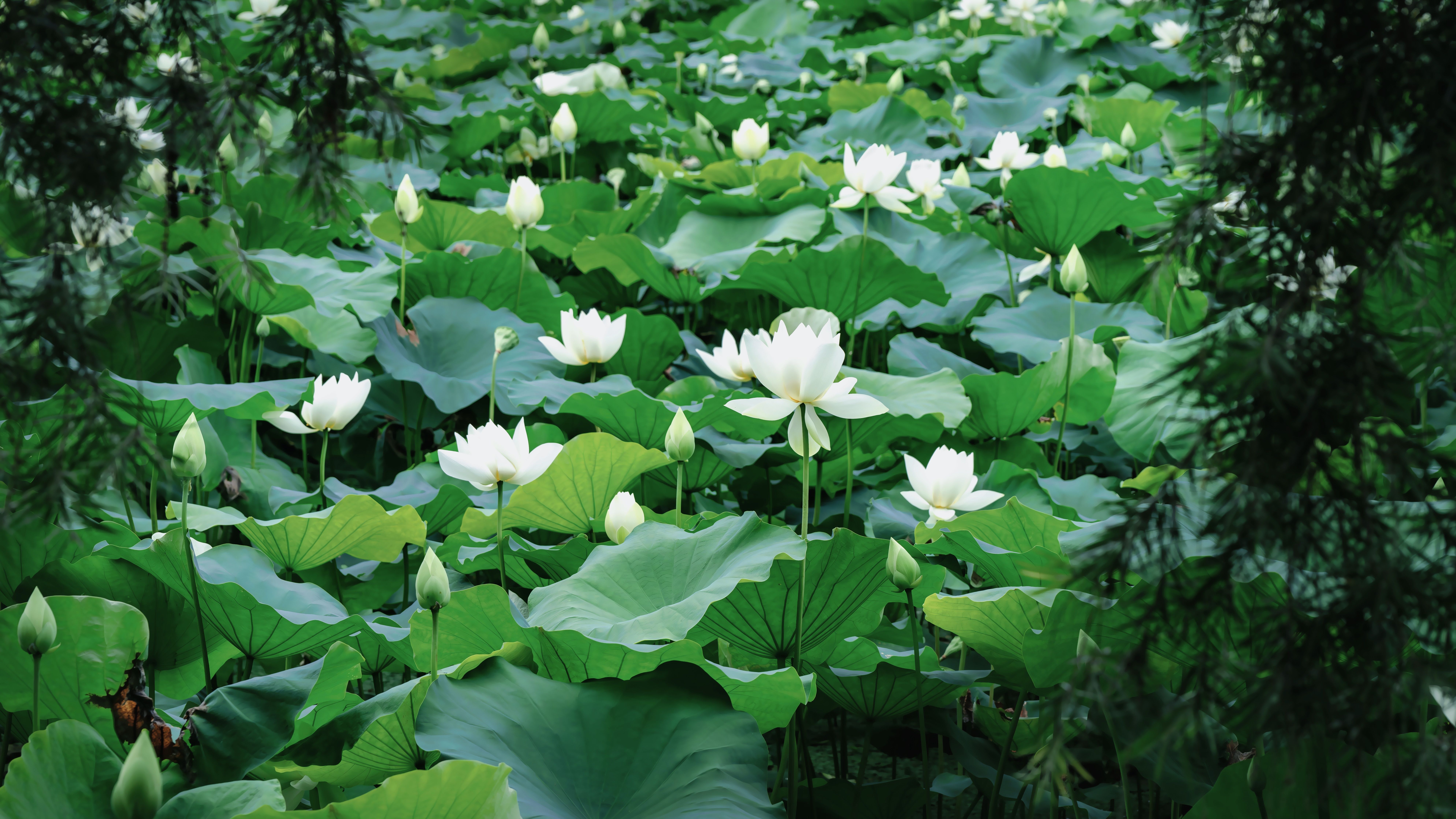 Serene Lotus Pond Blossoms in Lush Greenery · Free Stock Photo