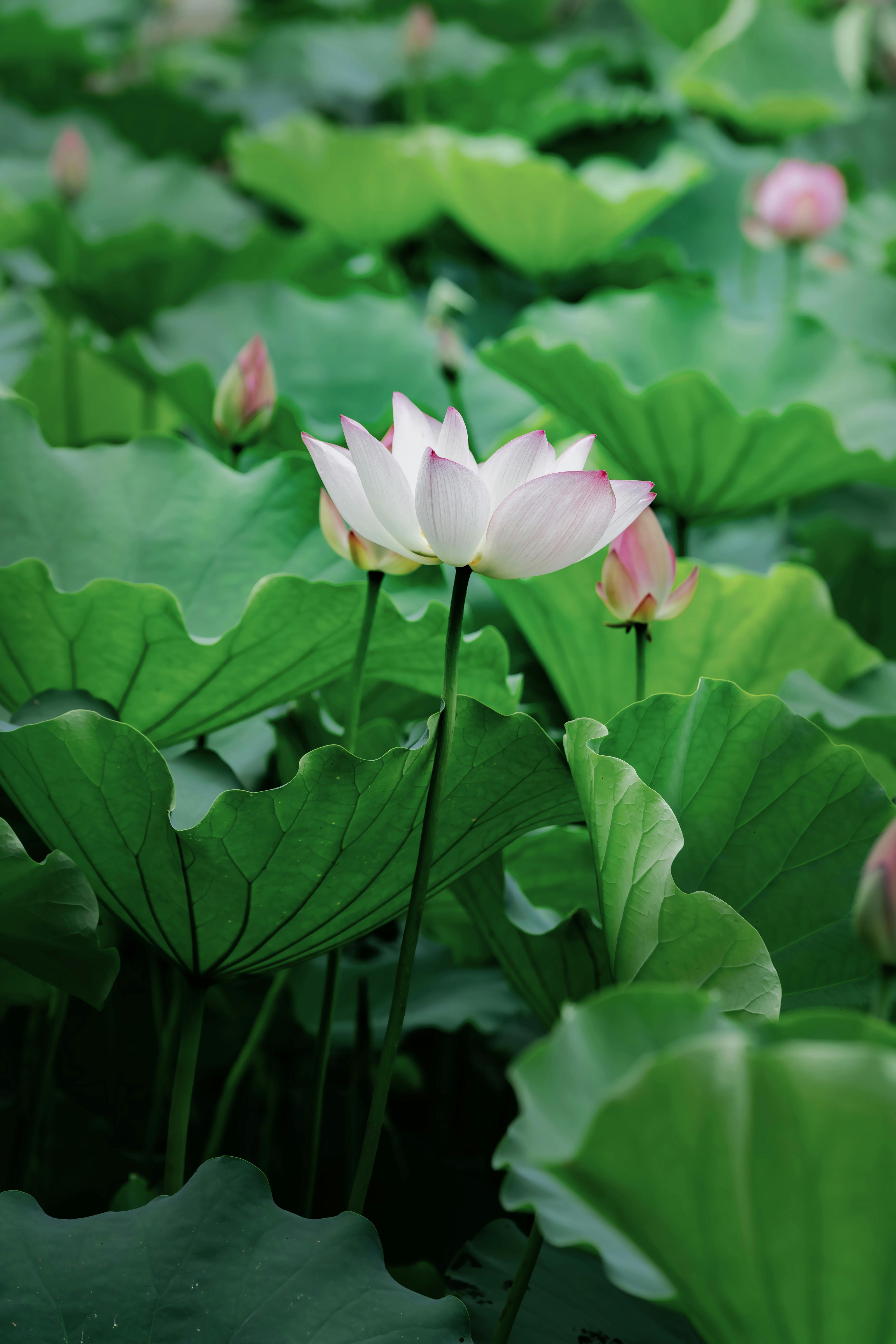 A single white lotus blossom surrounded by lush green leaves, creating a tranquil scene.