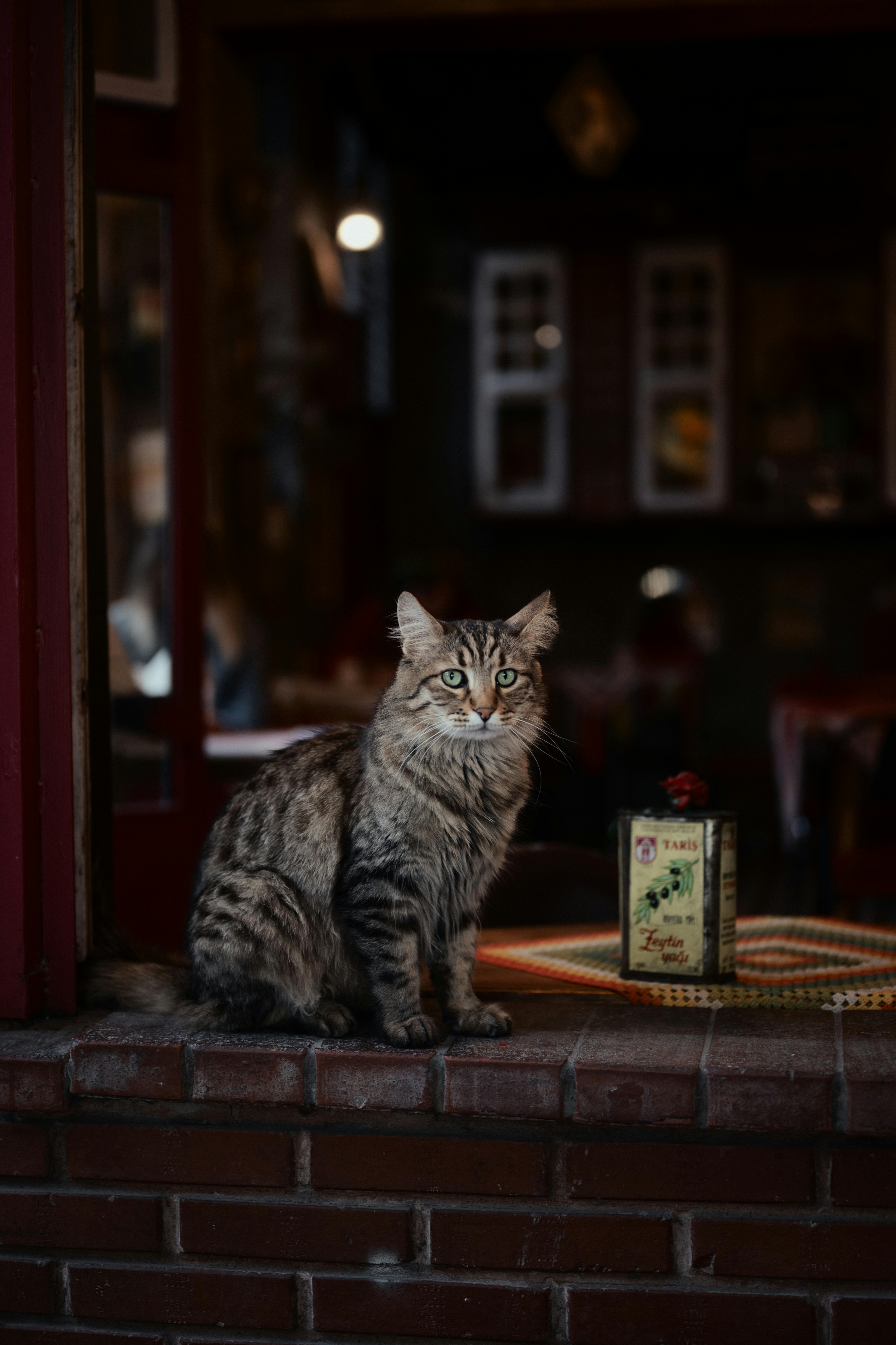A fluffy tabby cat sits on a brick ledge in a cozy Istanbul café, embodying warm and rustic vibes.