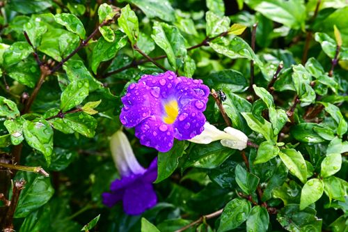 Free Close-up of a vibrant purple Thunbergia flower with fresh dew on green leaves, showcasing nature's beauty after rain. Stock Photo