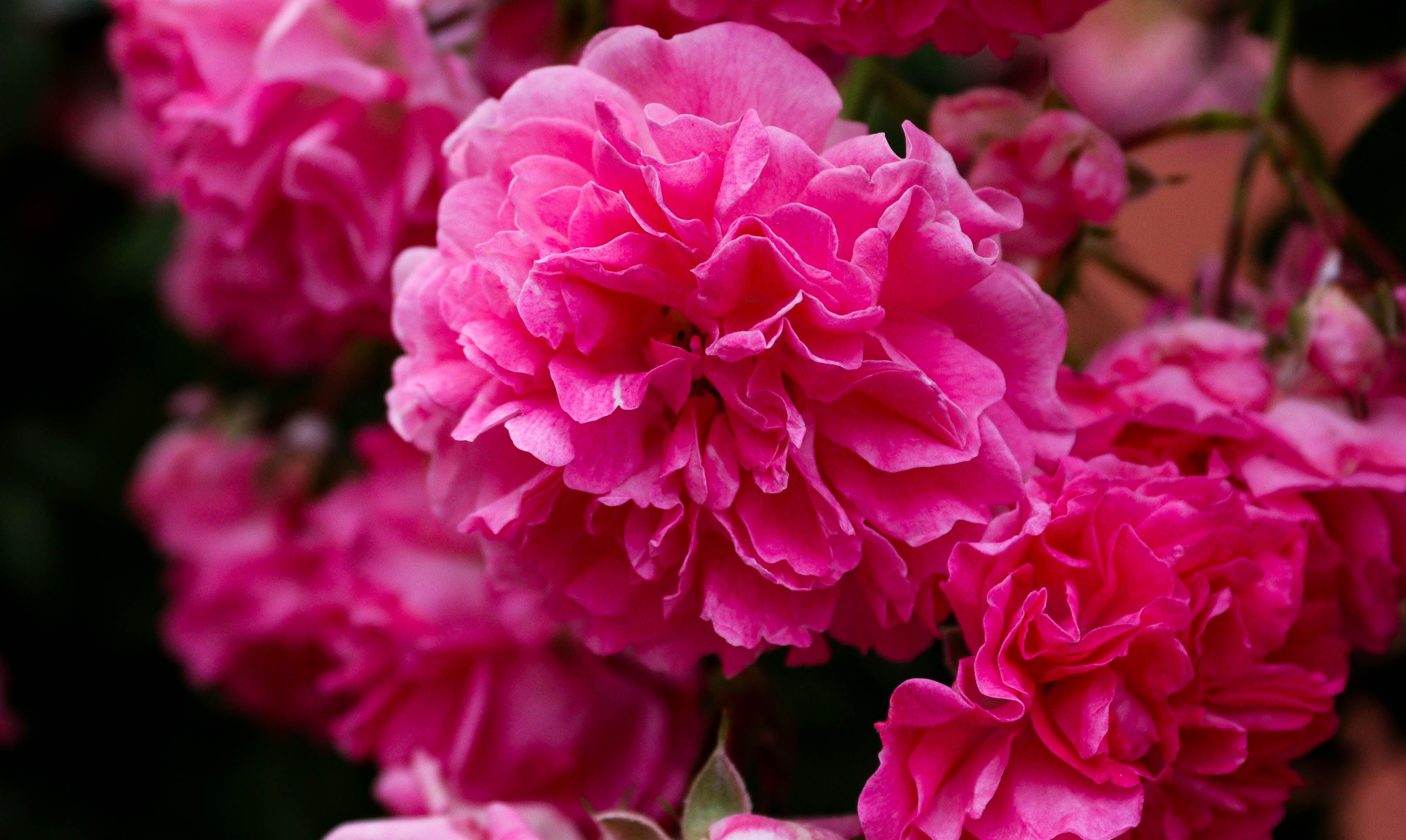 Close-up of vibrant pink roses in full bloom, showcasing rich textures and petals.