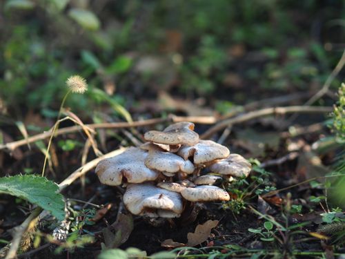 Free A close-up of wild mushrooms growing on a forest floor surrounded by foliage. Stock Photo