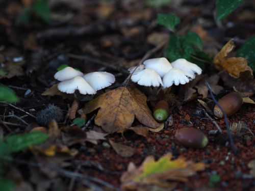 Free White mushrooms surrounded by autumn leaves and acorns on a forest floor. Stock Photo