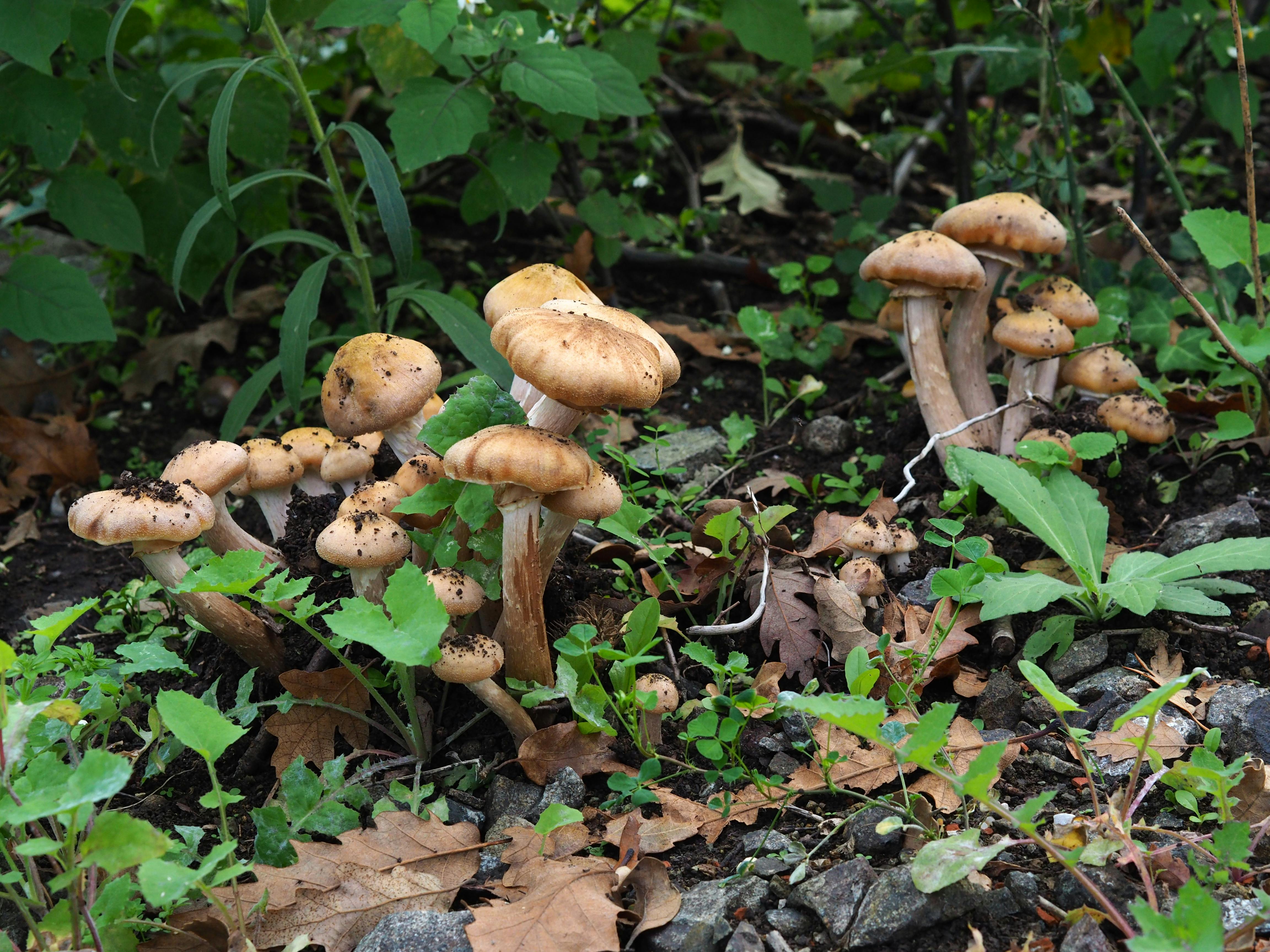 Gratis Foto stok gratis alam, armillaria, belukar Foto Stok