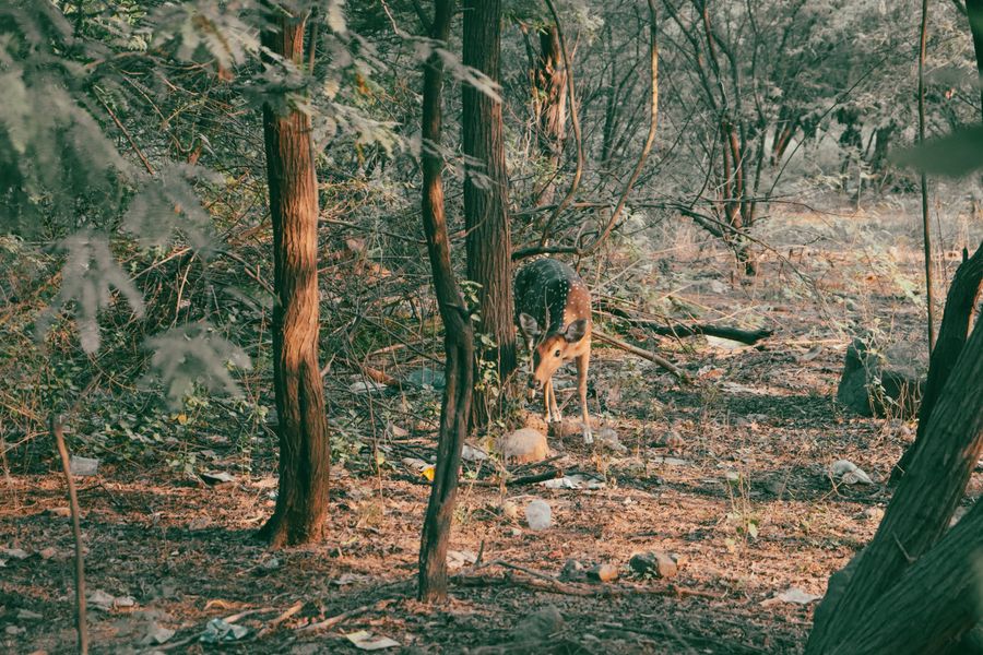 Tala Safari Zone photo 2