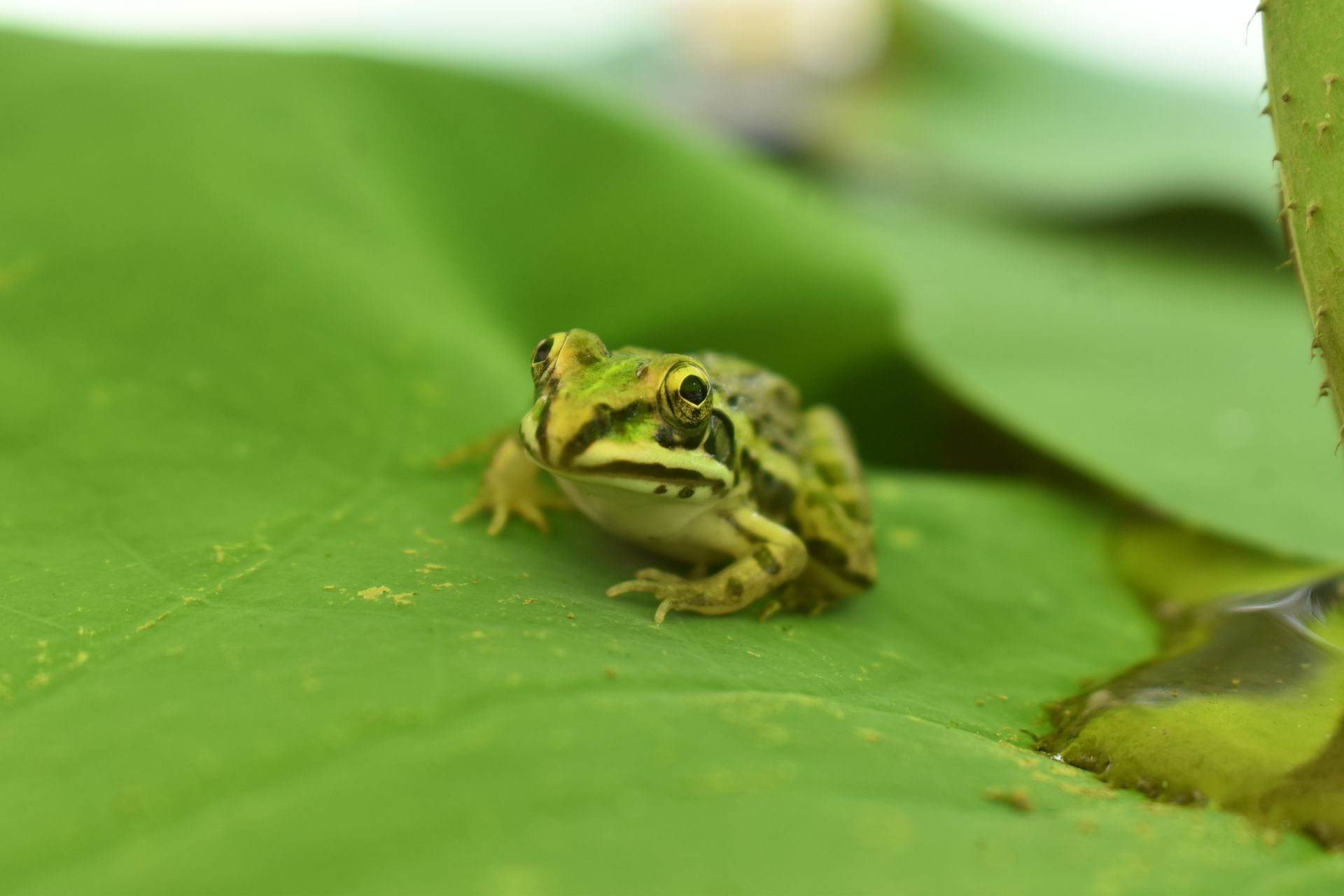 Detailed macro shot of a green frog resting on a lily pad, showcasing natural wildlife.