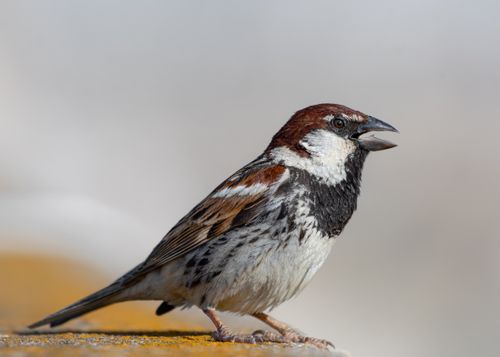 Free Detailed capture of a house sparrow (Passer domesticus) perched outdoors in Tunisia. Stock Photo