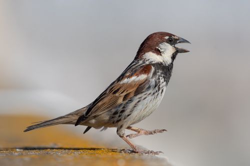 Free Detailed portrait of a house sparrow perched outdoors in urban Tunisia, showcasing its brown feathers. Stock Photo