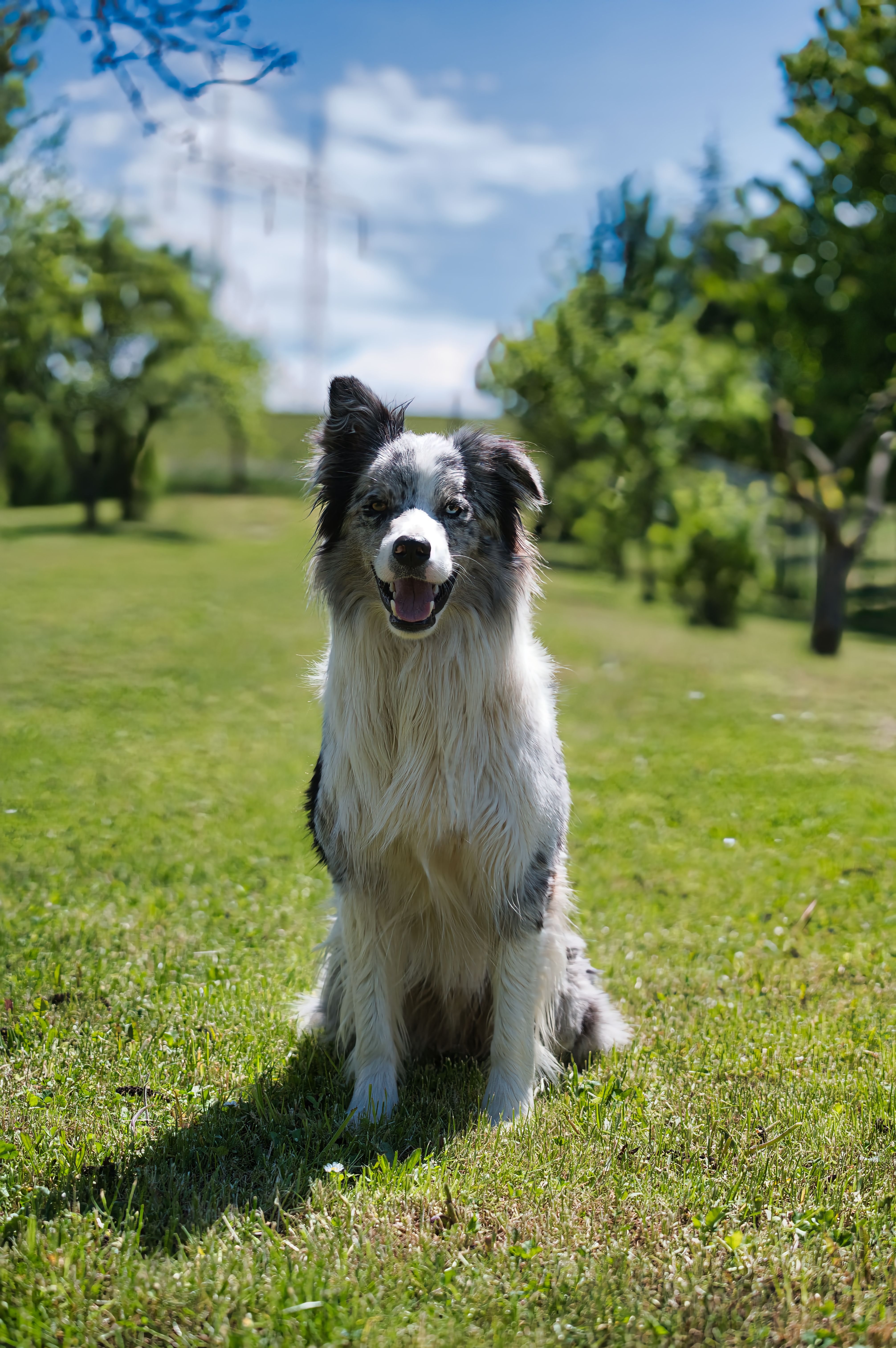 Cheerful Border Collie sitting on grass in a sunny park during springtime.