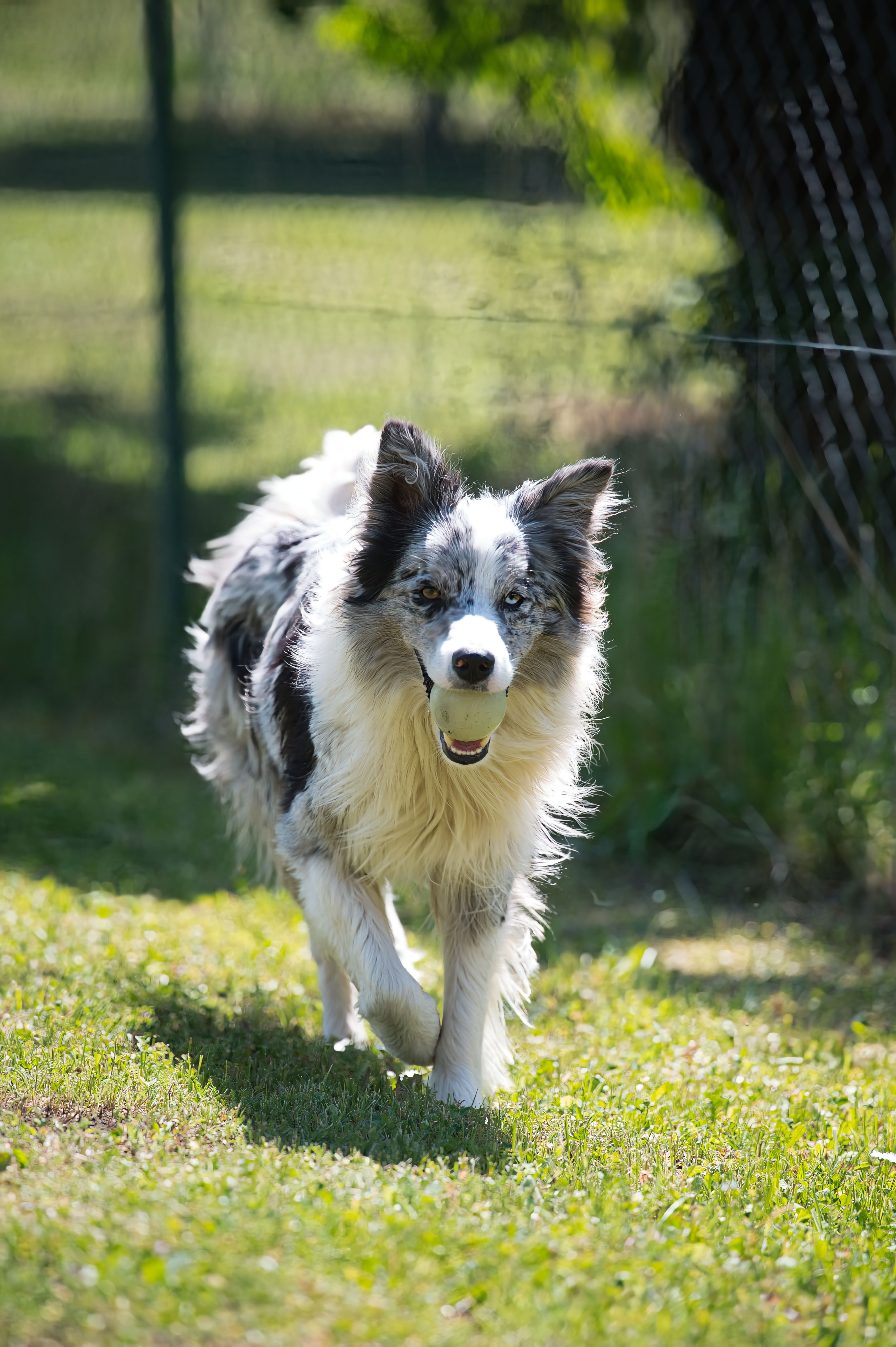 A playful Border Collie running on grass with a ball, showcasing its agility and happiness.