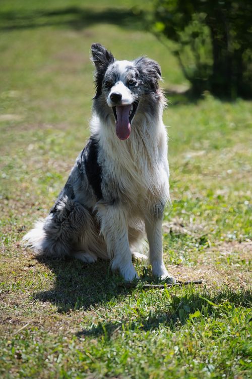Free Energetic Border Collie enjoying a sunny day outdoors, full of happiness. Stock Photo