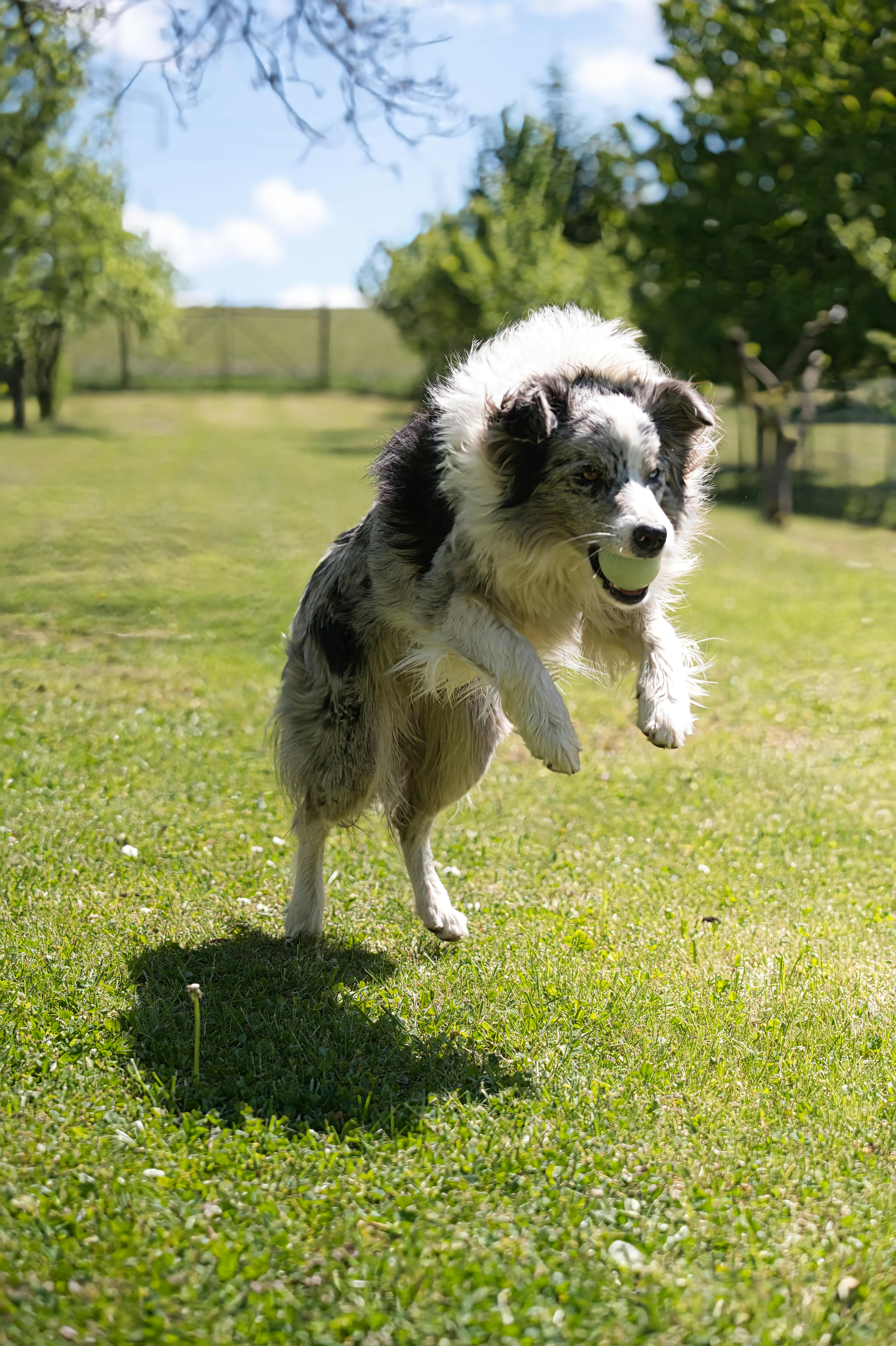 A lively Border Collie dog jumping joyfully in a sunny meadow, capturing motion and happiness.