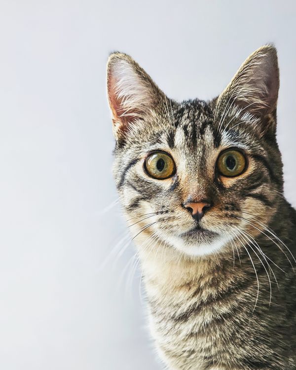 Close-Up Portrait of a Cute Tabby Cat · Free Stock Photo