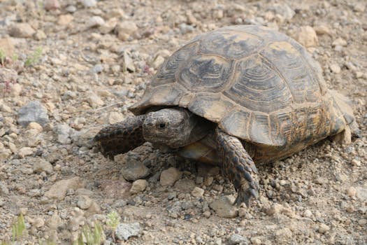 A tortoise slowly moving across rocky terrain in Karaman, Türkiye, on a sunny day.