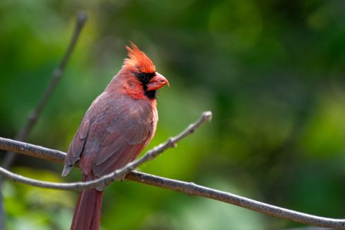 Free Close-up of a vivid Northern Cardinal perched on a branch with lush green background. Stock Photo