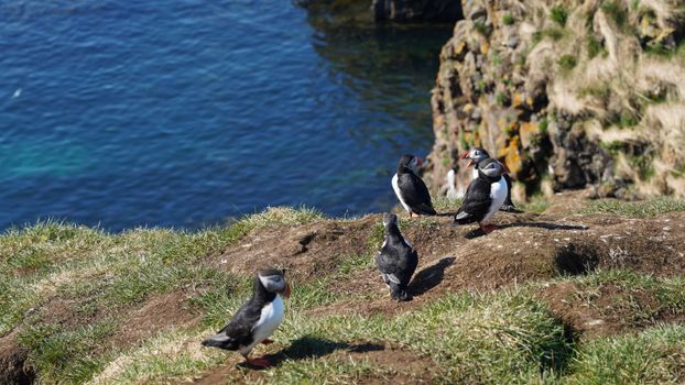 Mykines puffin hike and cliffs — Faroe Islands