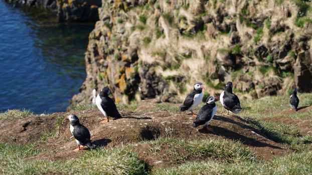 Mykines puffin hike and cliffs — Faroe Islands