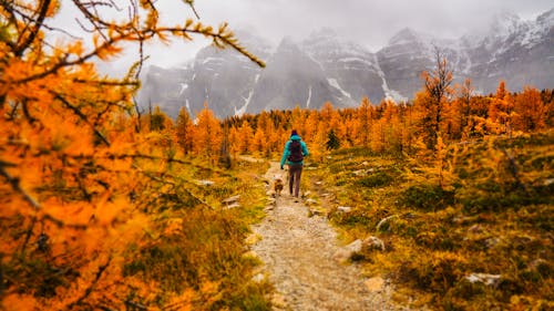 Fotobanka s bezplatnými fotkami na tému chodník, chôdza, domáce zviera