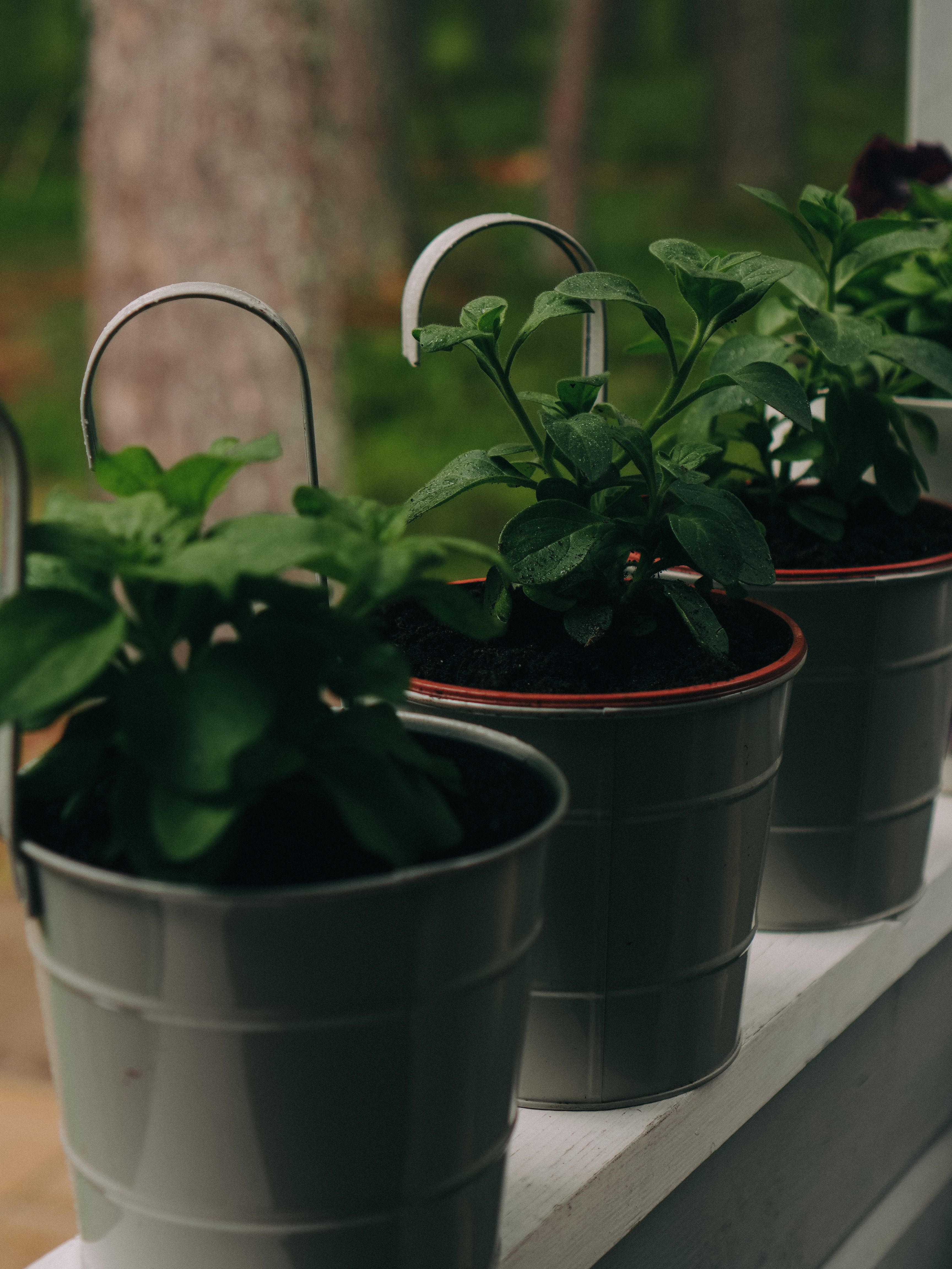 Green plants in pots on a sunny balcony railing