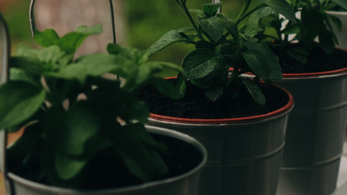 Les meilleures pratiques pour un jardinage urbain réussi en 2026 - illustration