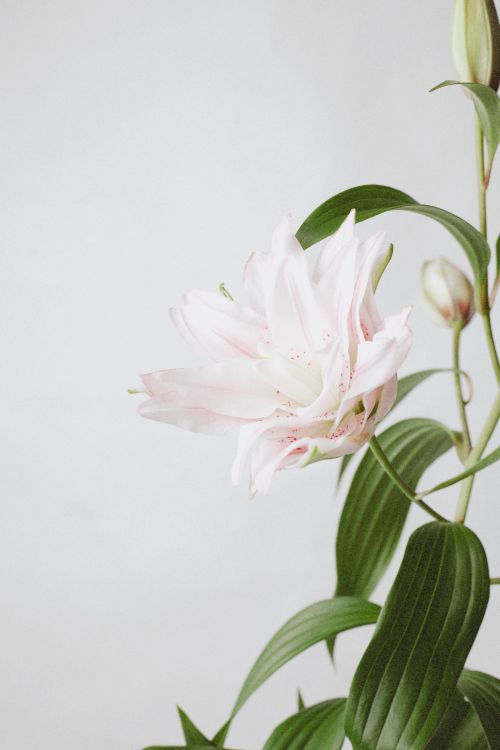 Free Close-up of a delicate pink lily blossom with green leaves on a neutral background. Stock Photo