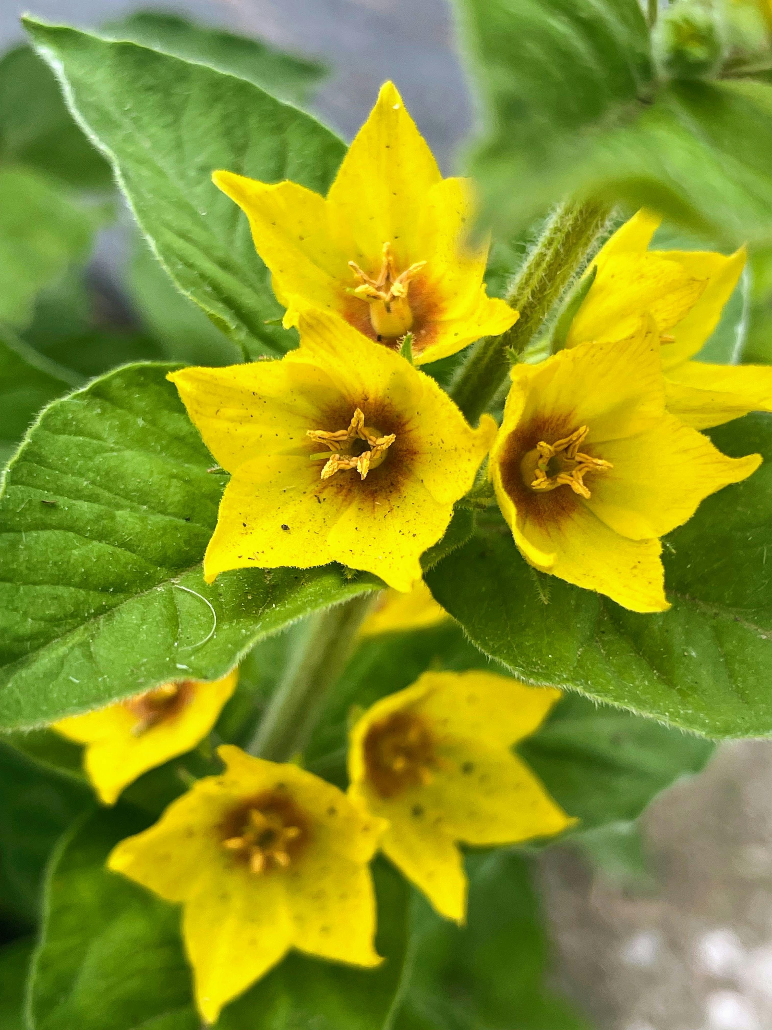 Lysimachia punctata