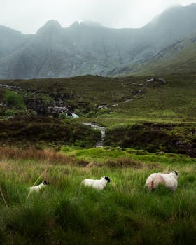 薄雾缭绕的山地牧场上，绵羊正在吃草，四周环绕着大自然，构成一幅宁静的景观