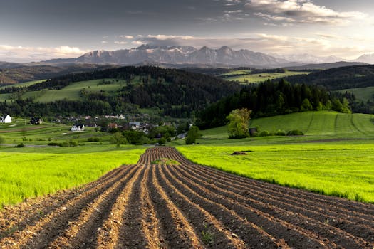 Lush green fields with plowed rows and distant mountains under a clear sky.