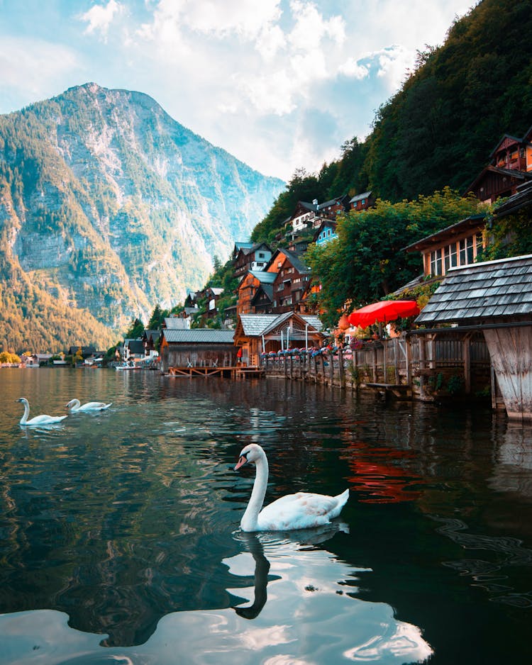 Three White Swan On Body Of Water