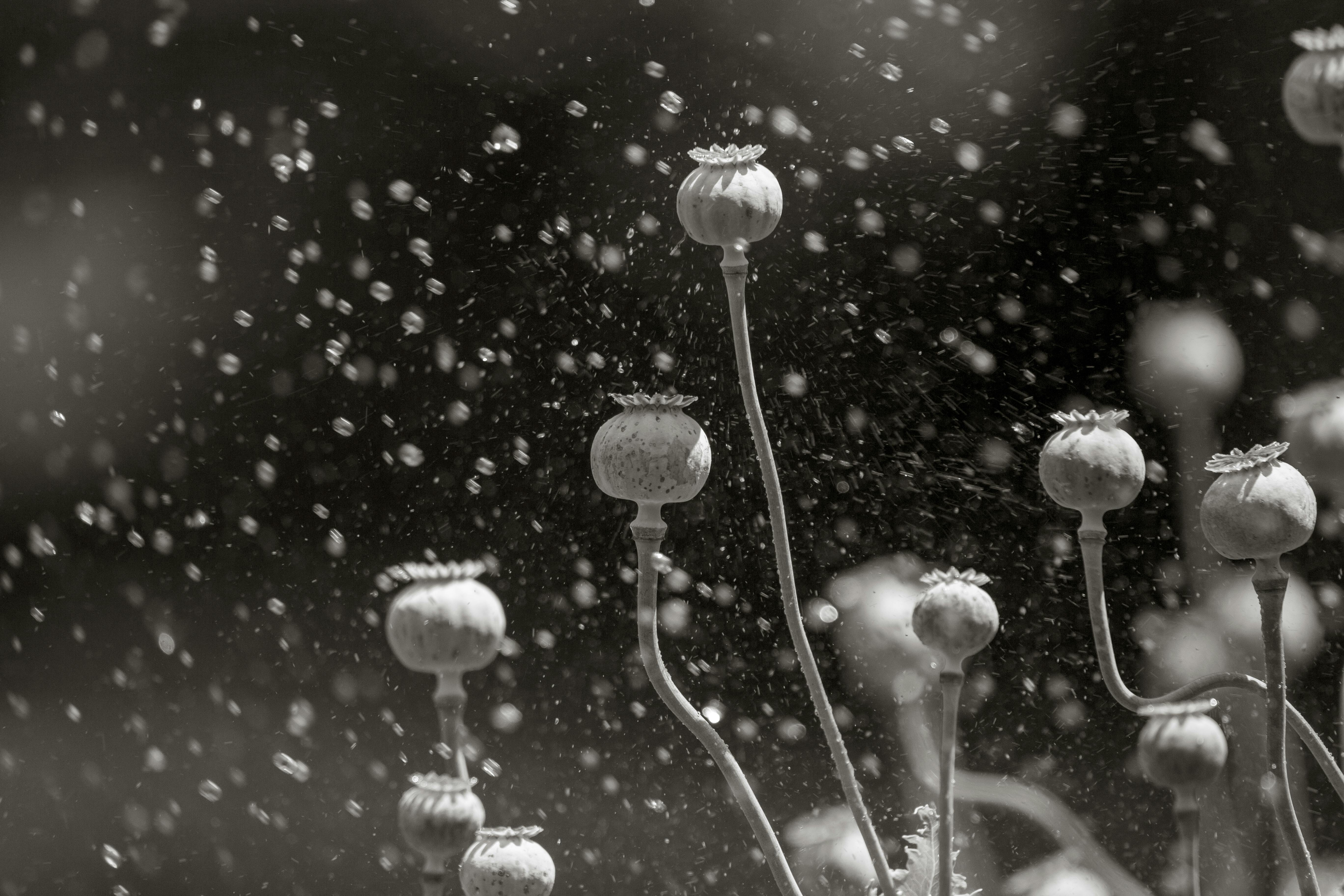 Zadarmo Monochromatická fotografia zachytávajúca textúrované kapsuly maku na dramatickom bokeh pozadí, ktoré pôsobia étericky. Fotka z fotobanky