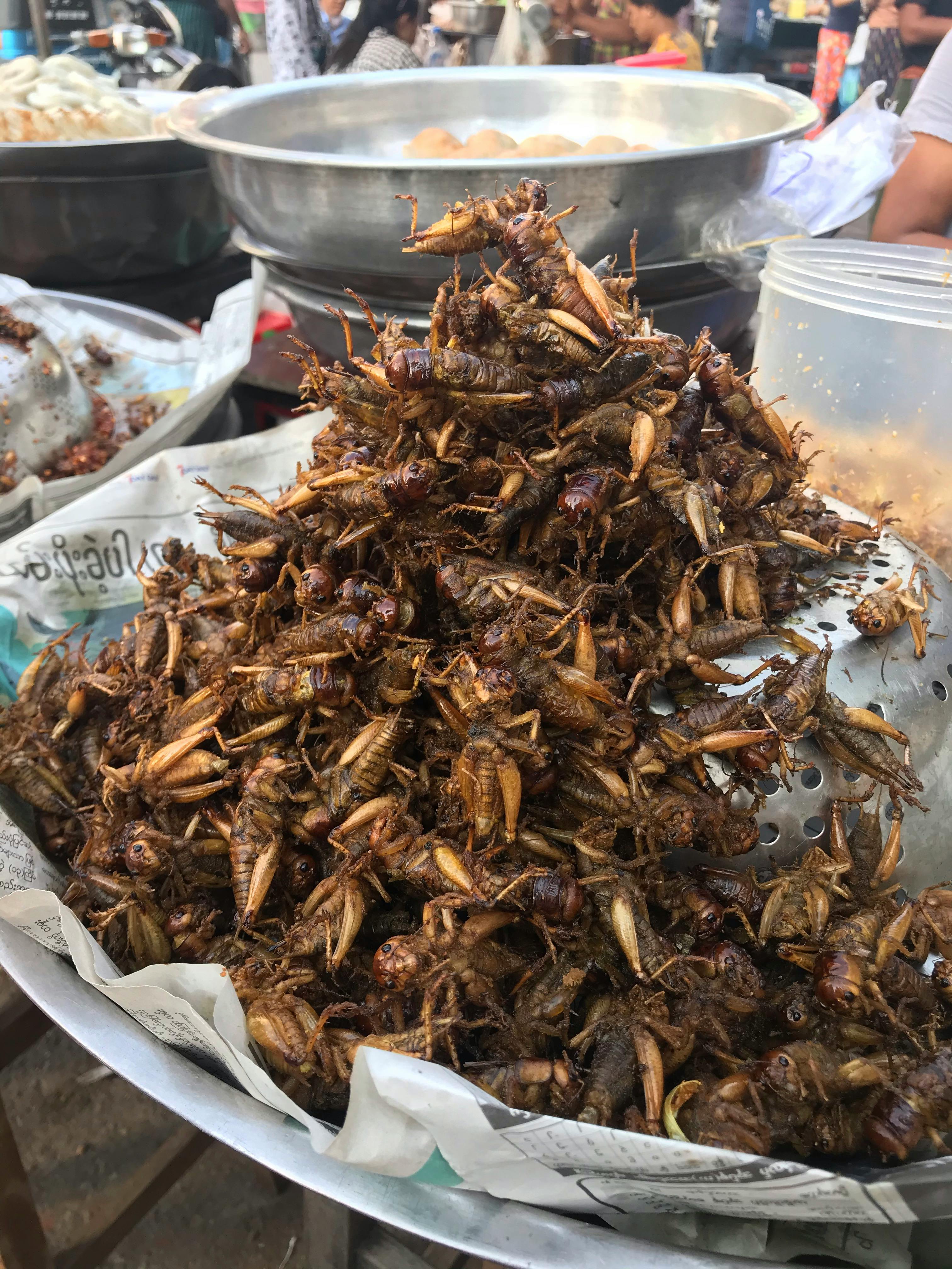 Free stock photo of cricket, exotic, exotic food