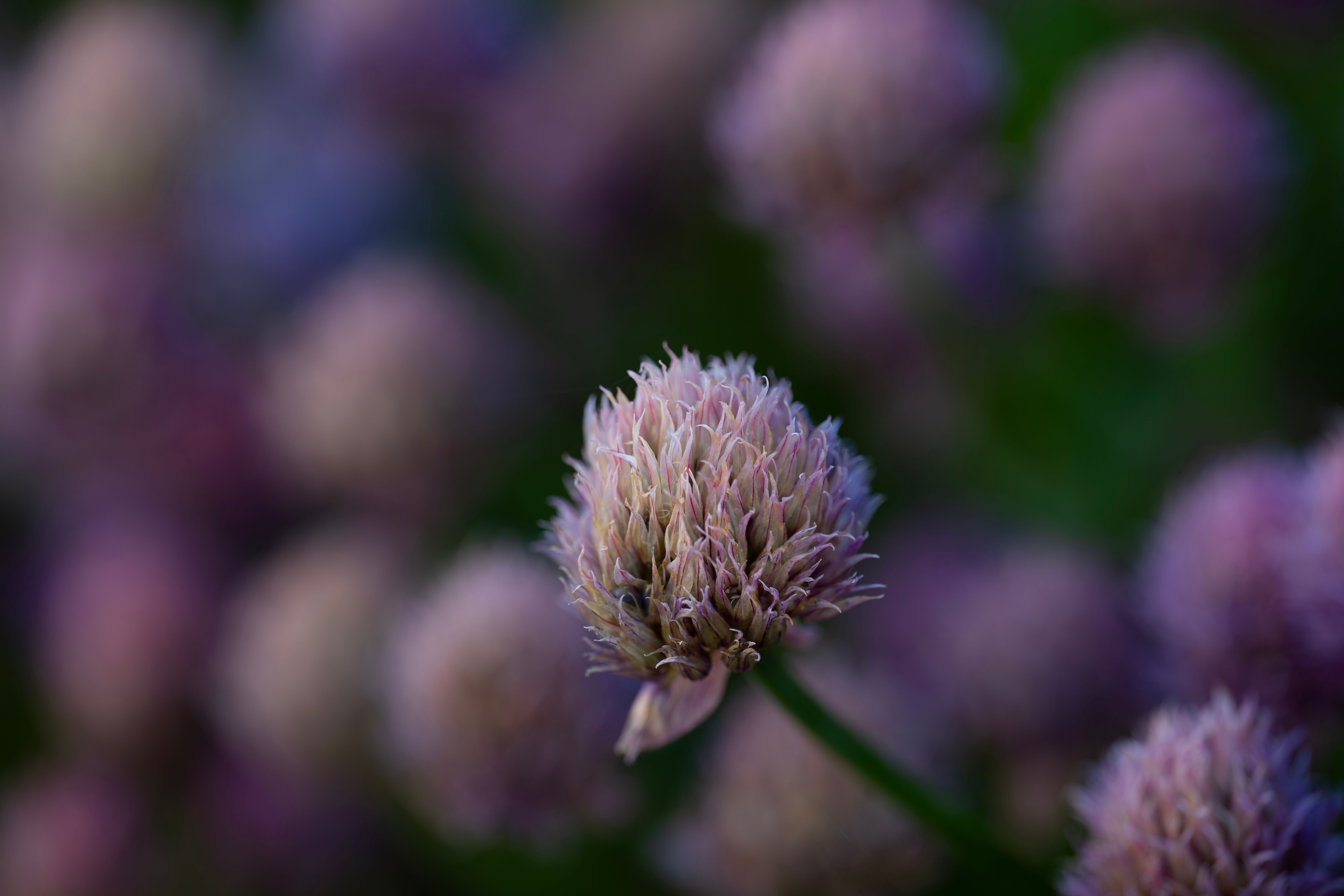 Vibrant close-up of purple Allium flowers in a garden setting, perfect for nature themes.