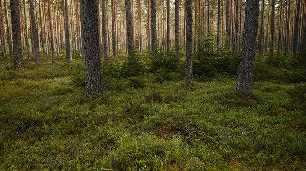 Serene view of a lush coniferous forest with towering pine trees and rich green undergrowth.