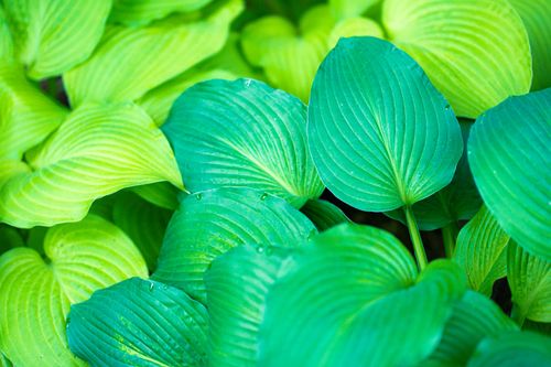 Free Close-up view of vibrant green Hosta leaves with dew drops in a lush garden setting in Connecticut. Stock Photo